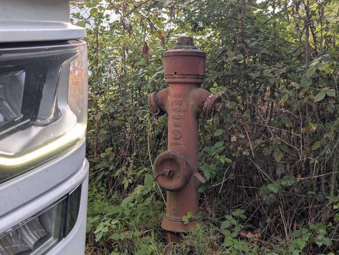 ein hydrant steht im gestrüpp